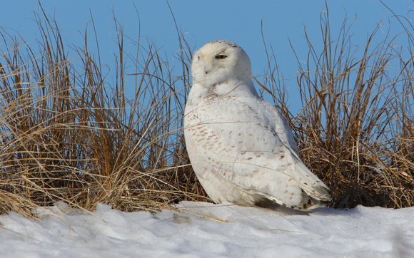 Snowy Owl