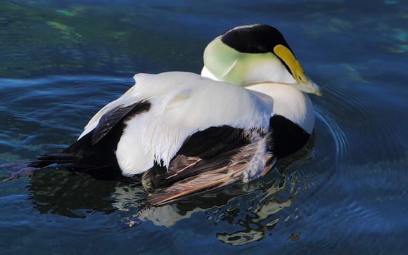Common Eider with damaged wing