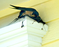 Barn Swallows Building a Residential Nest