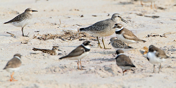Red Knot with Semipalmated Plovers and other Peeps