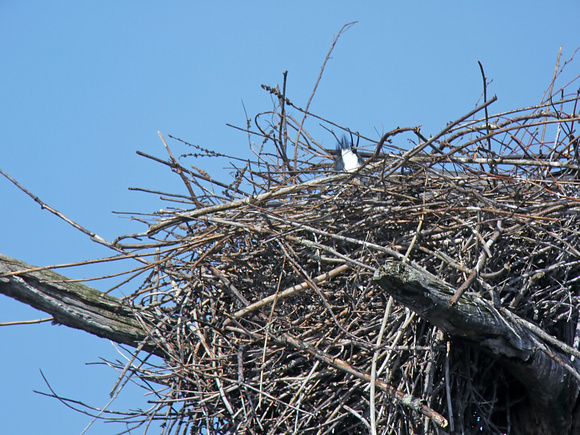 Medium Distance Nest #2 at Digiscoped at 1,200mm (2,400mm with DMC-G1 Crop Factor)