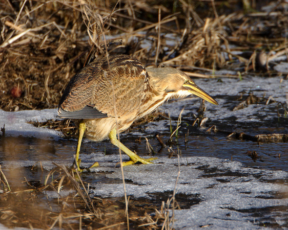 American Bittern