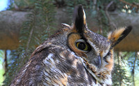 Great Horned Owl (adult)