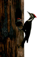 Pileated Woodpecker with Young