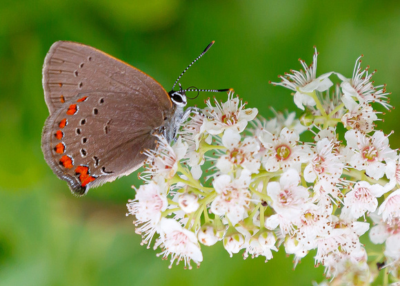 Coral Hairstreak (Satyrium titus)