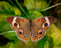 Butterfly Photo Highlights for 2019
