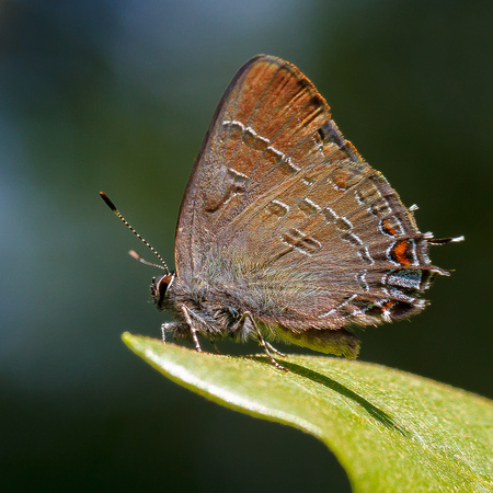 Banded Hairstreak (Satyrium calanus)