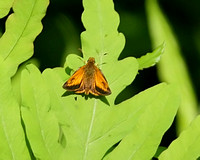 Hobomok Skipper (Butterfly)