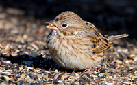 Vesper Sparrow (Pooecetes gramineus)