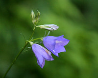 Harebell Wildflower