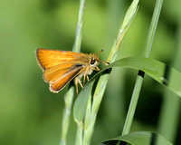 European Skipper (Butterfly)