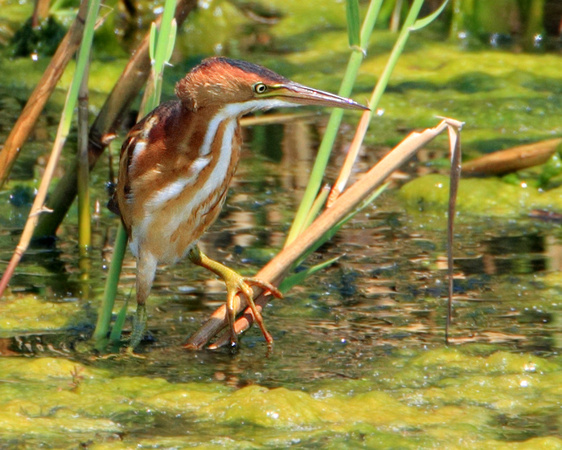 Least Bittern