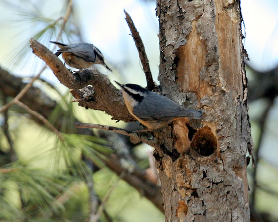 Red-breasted Nuthatch Courtship