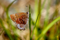 Frosted Elfin, (Callophrys irus)