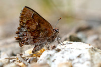 Frosted Elfin, (Callophrys irus)