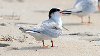 Common Tern transitioning to basic plumage