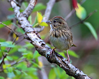 Lincoln's Sparrow