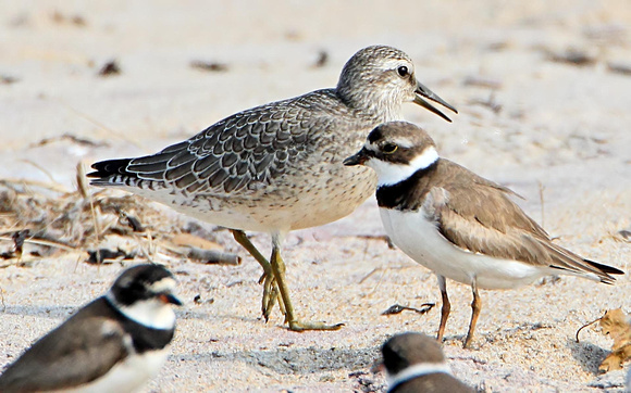 Red Knot with Semipalmated Plovers