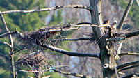 Great Horned Owl with 2 Owlets