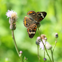2011/07/17 Northboro Butterflies