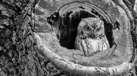 Eastern Screech Owl (Megascops asio)