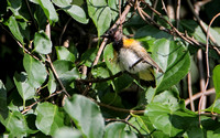 American Redstart, Juvenile
