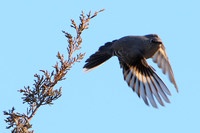 Townsend's Solitaire takes flight