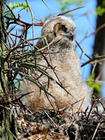 Great Horned Owl, Great Thorned Owl subspecies aka Unicorn Owl