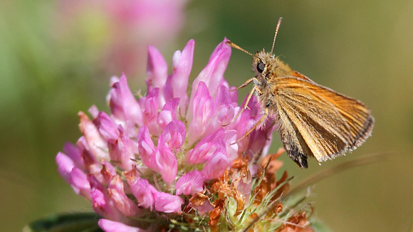 European Skipper (Thymelicus lineola) ... looking rather wooly