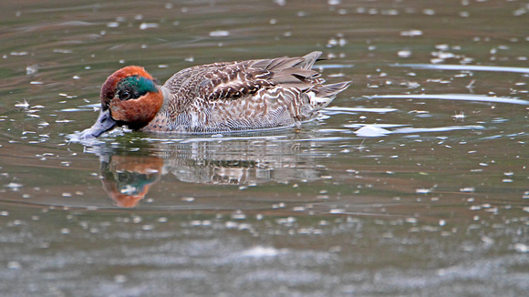 American Green-winged Teal (Anas crecca), Juvenile Male