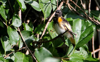 American Redstart, Juvenile