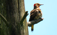 Northern Flicker