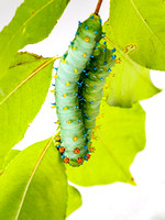 Cecropia Moth Caterpillar (Hyalophora cecropia)