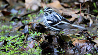 Black and White Warbler (Mniotilta varia)