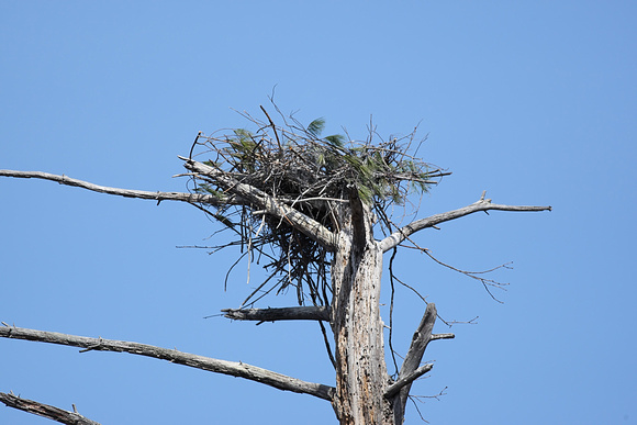 Closest Nest at 400mm (520mm with 1DM3 Crop Factor)