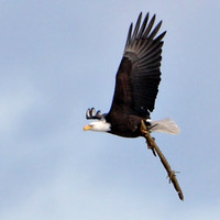 2009/02/28,03/08 Bald Eagle Nest, Wachusett Reservoir