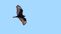 Rough-legged Hawk, Dark (Buteo lagopus)