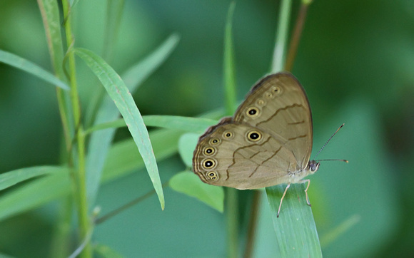 Appalachian Brown (Satyrodes appalachia)