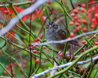 Swamp Sparrow