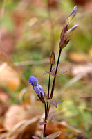 Fringed Gentian (Gentianopsis crinita)