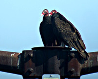Turkey Vultures, Power Lines near Shrewsbury High School
