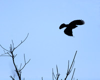 Red-winged Blackbird Silhouette