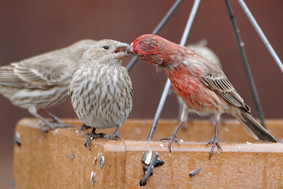Amorous House Finches