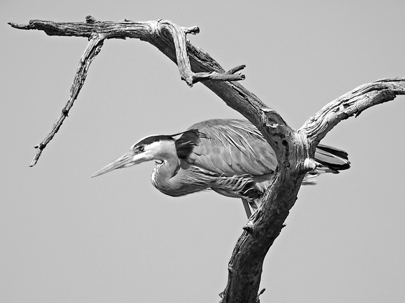 Great Blue Heron Digiscoped at 2,400mm equivalent focal length