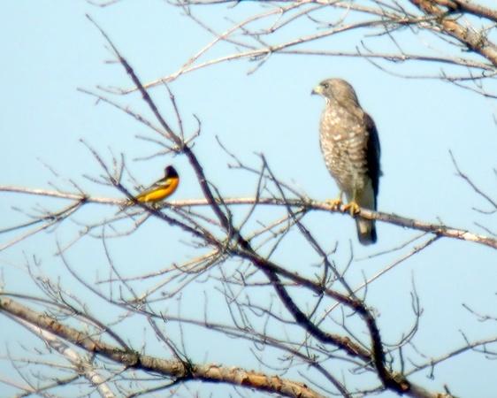 Broad-winged Hawk, Baltimore Oriole Comparison
