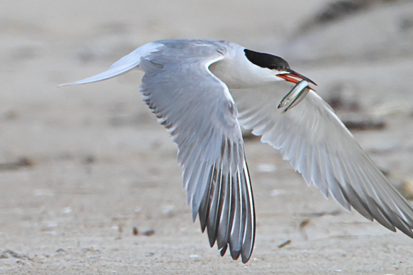 Common Tern in flight