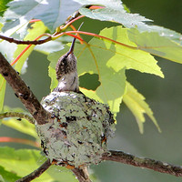 Ruby-throated Hummingbird ... if I could just reach that bug ...