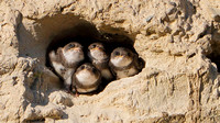 Bank Swallow (Riparia riparia) Nestlings