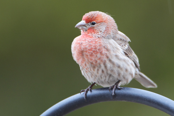House Finch (Pink Male)