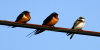 Barn Swallows & Northern Rough-winged Swallow